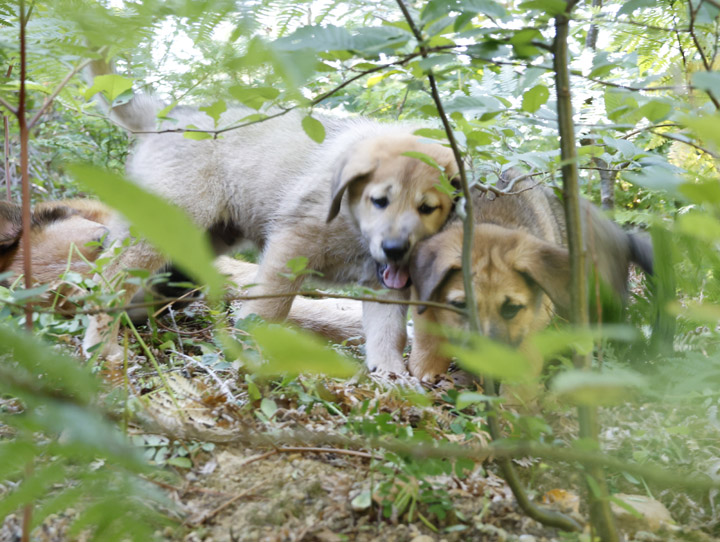 chinook dog